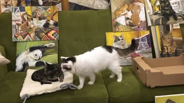 Котешко кафене София