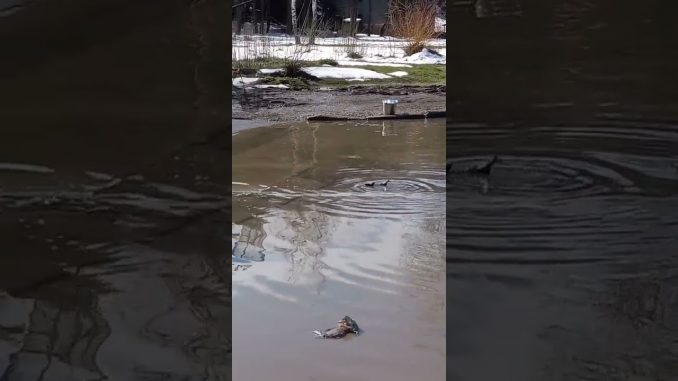 владая