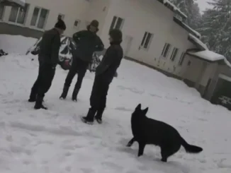 хижа Петрохан
